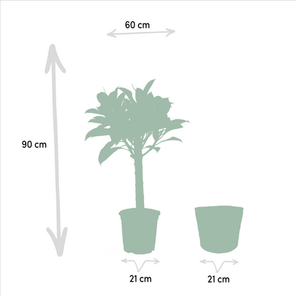 Ficus Elastica Melany - Ø21cm - ↕85cm + Alocasia Wentii - Ø19cm - ↕60cm + Mand Igmar