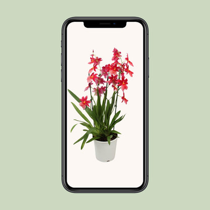 Orchidee: Cambria Nelly Isler - Ø19cm - ↕70cm