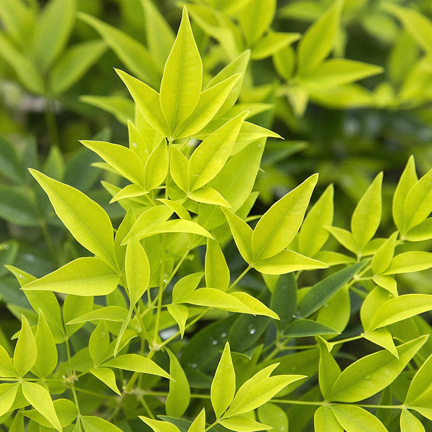 Green boutiQ - Tuinplant - Nandina Lemon & Lime - Geel - 2 Planten - Groenblijvend - Weinig Onderhoud - Pot 17cm Hoogte 45cm