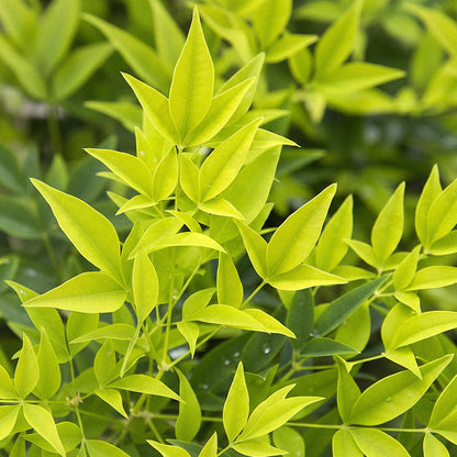 Green boutiQ - Tuinplant - Nandina Lemon & Lime - Geel - 2 Planten - Groenblijvend - Weinig Onderhoud - Pot 17cm Hoogte 45cm