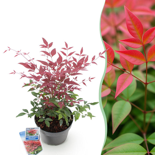Green boutiQ - Tuinplant - Nandina Obsessed - Rood - 1 Plant - Groenblijvend - Weinig Onderhoud - Pot 17cm Hoogte 45cm