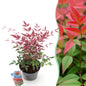 Green boutiQ - Tuinplant - Nandina Obsessed - Rood - 1 Plant - Groenblijvend - Weinig Onderhoud - Pot 17cm Hoogte 45cm