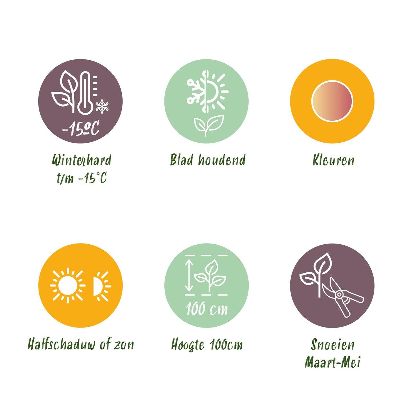 Green boutiQ - Tuinplant - Leucothoe Colour Diamond - Bont - 2 Planten - Groenblijvend - Weinig Onderhoud - Pot 17cm Hoogte 45cm