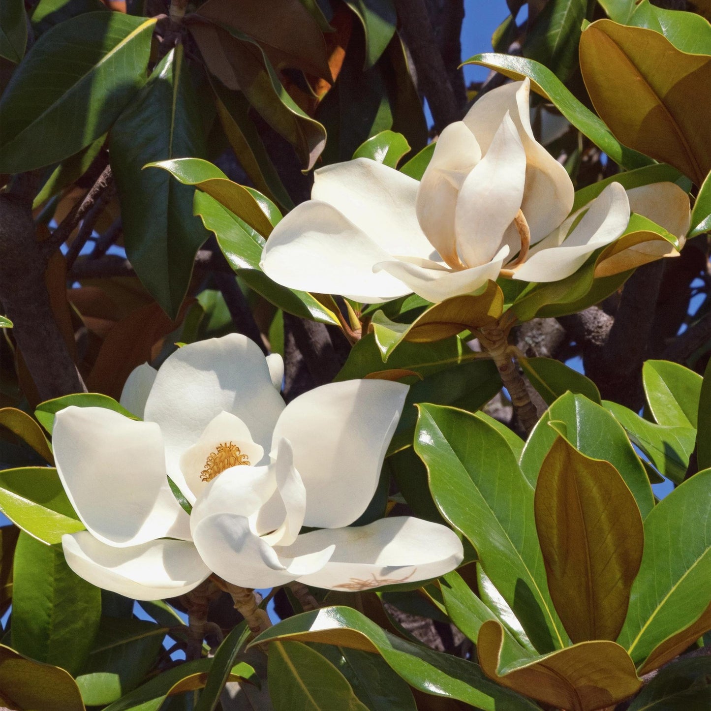 Green boutiQ - Tuinplant - Magnolia grandiflora - Bloem Wit - 3 Planten - Bladhoudend - Weinig Onderhoud - Pot 12cm Hoogte 30cm