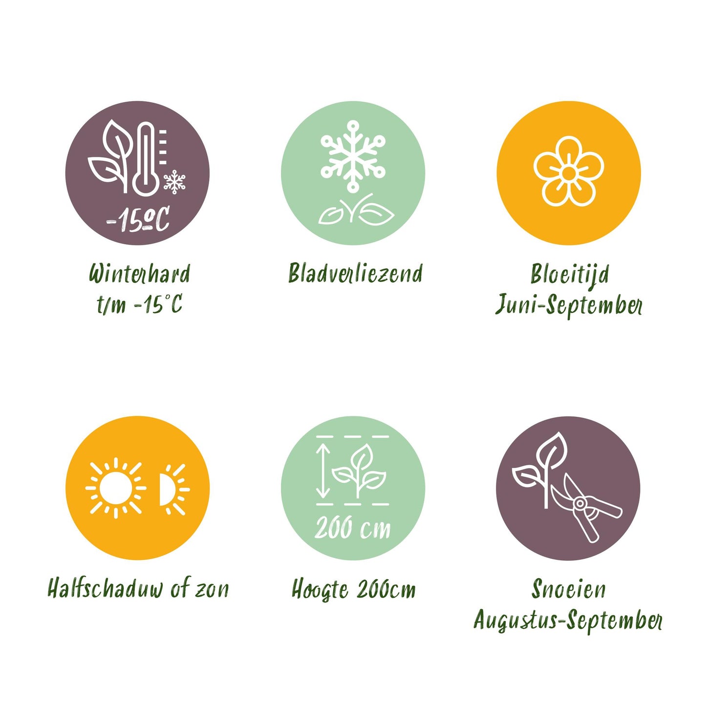 Green boutiQ - Hortensia - Hydrangea macrophylla Blauw - Bloem Blauw - 3 Planten - 1m2 - Bladverliezend - Weinig Onderhoud - Pot 17cm Hoogte 30cm