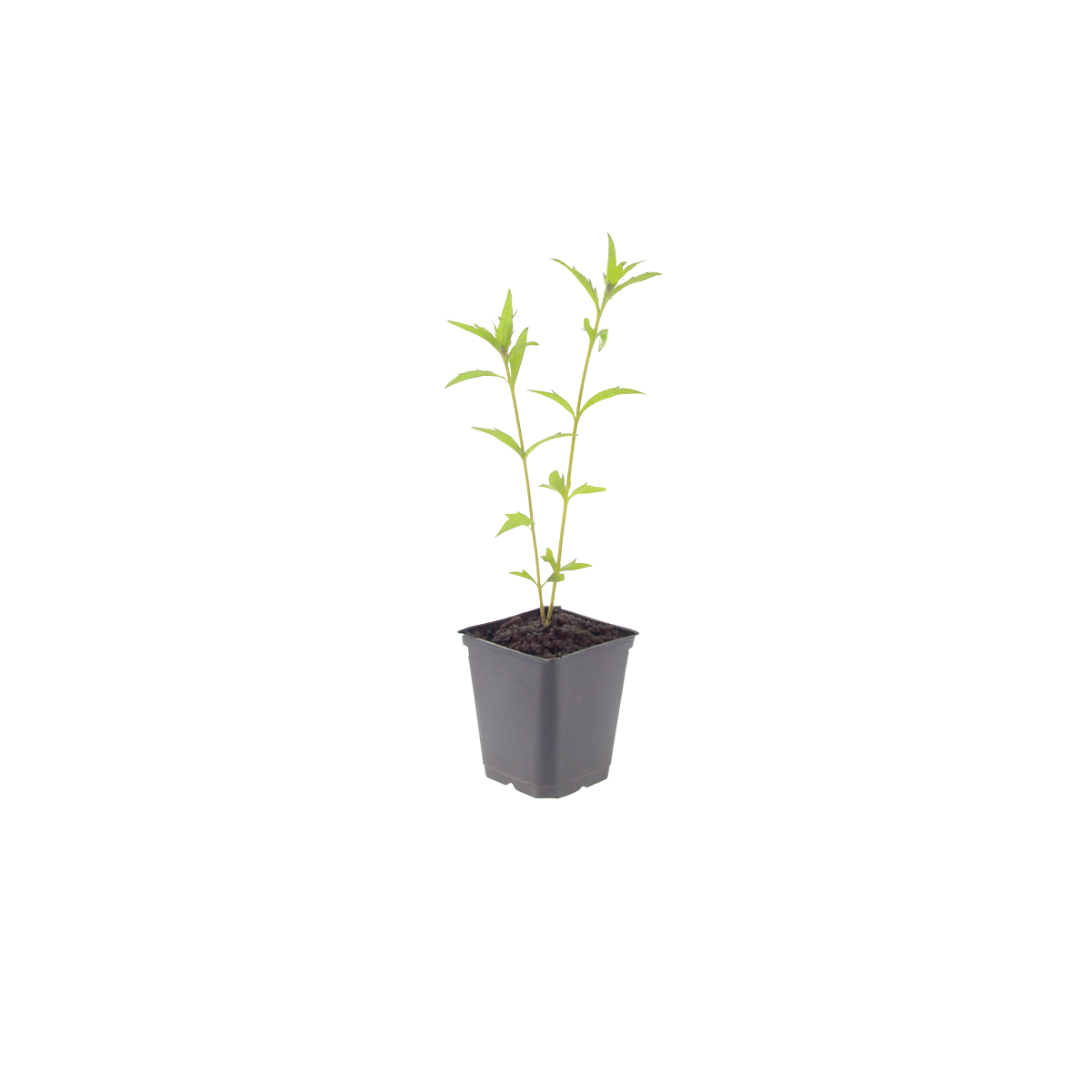 6x Kalimeris incisa 'Blue Star' - ↕10-25cm - Ø9cm