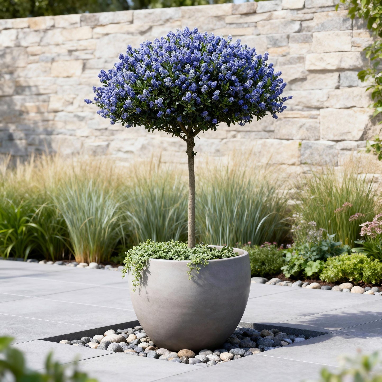 Green boutiQ - Plant op Stam - Ceanothus thyrsiflorus Repens - Terras Plant - Bladhoudend - Winterhard - Paarse Bloem - Pot 19cm Hoogte 90cm