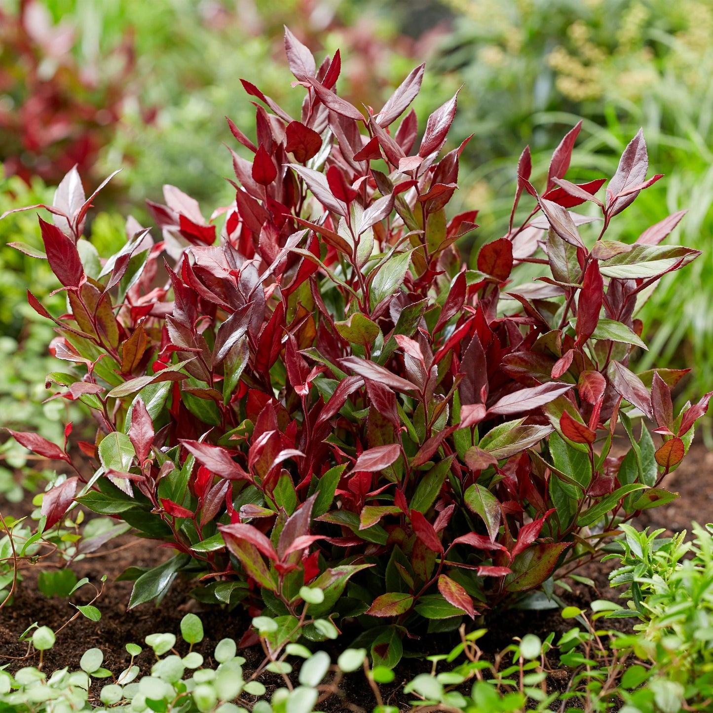 Green boutiQ - Tuinplant - Leucothoe Little Flame - Rood - 2 Planten - Groenblijvend - Weinig Onderhoud - Pot 17cm Hoogte 40cm