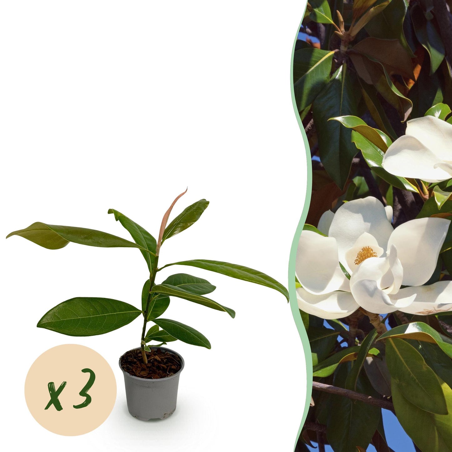 Green boutiQ - Tuinplant - Magnolia grandiflora - Bloem Wit - 3 Planten - Bladhoudend - Weinig Onderhoud - Pot 12cm Hoogte 30cm
