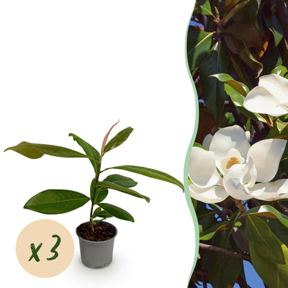 Green boutiQ - Tuinplant - Magnolia grandiflora - Bloem Wit - 3 Planten - Bladhoudend - Weinig Onderhoud - Pot 12cm Hoogte 30cm
