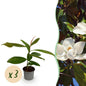 Green boutiQ - Tuinplant - Magnolia grandiflora - Bloem Wit - 3 Planten - Bladhoudend - Weinig Onderhoud - Pot 12cm Hoogte 30cm