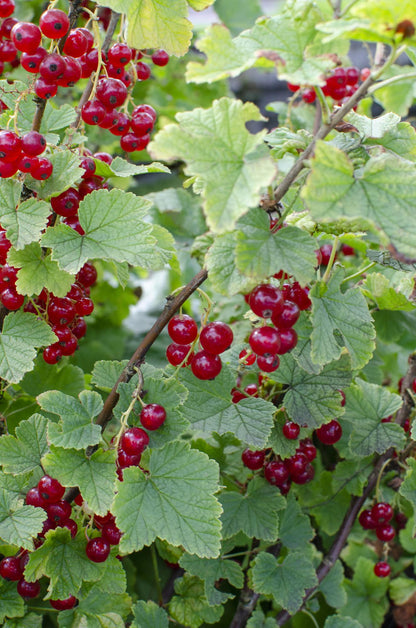 Ribes rubrum 'Jonkheer van Tets' - Aalbes - Ø13cm - ↕45cm