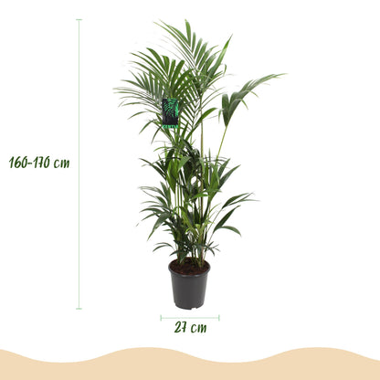 Green boutiQ - Kamerplant - Howea Forsteriana - Kentia Palm - Weinig Onderhoud - Groen - 1 plant - Pot 27cm - Hoogte 160-170cm