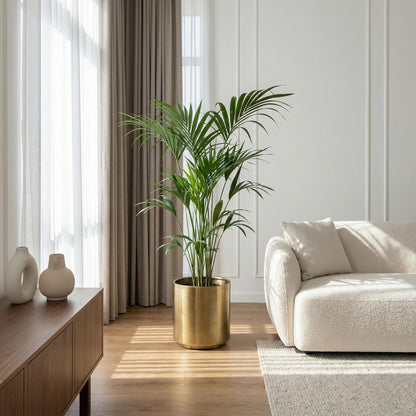 Green boutiQ - Kamerplant - Howea Forsteriana - Kentia Palm - Weinig Onderhoud - Groen - 1 plant - Pot 24cm - Hoogte 140-150cm