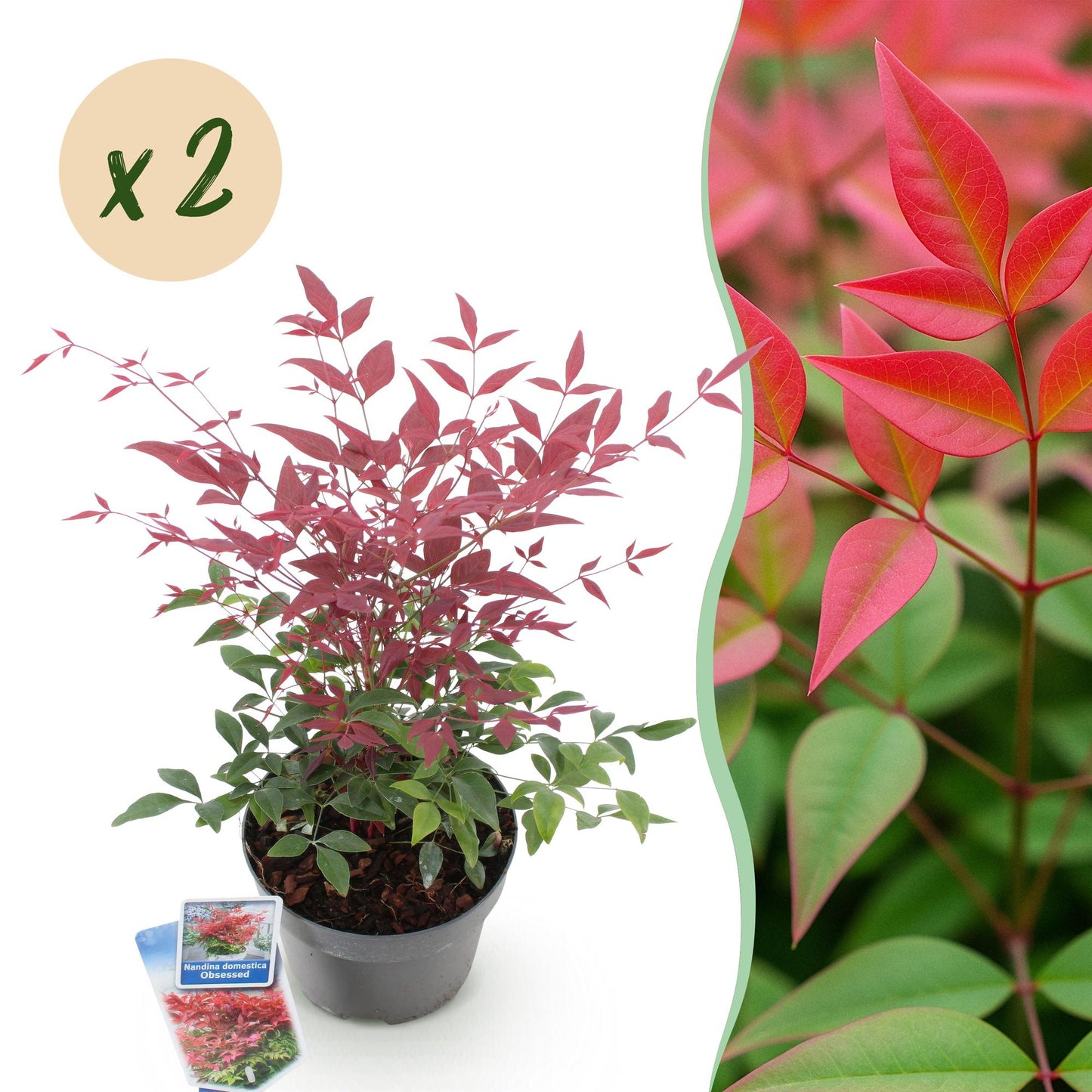 Green boutiQ - Tuinplant - Nandina Obsessed - Rood - 2 Planten - Groenblijvend - Weinig Onderhoud - Pot 17cm Hoogte 45cm