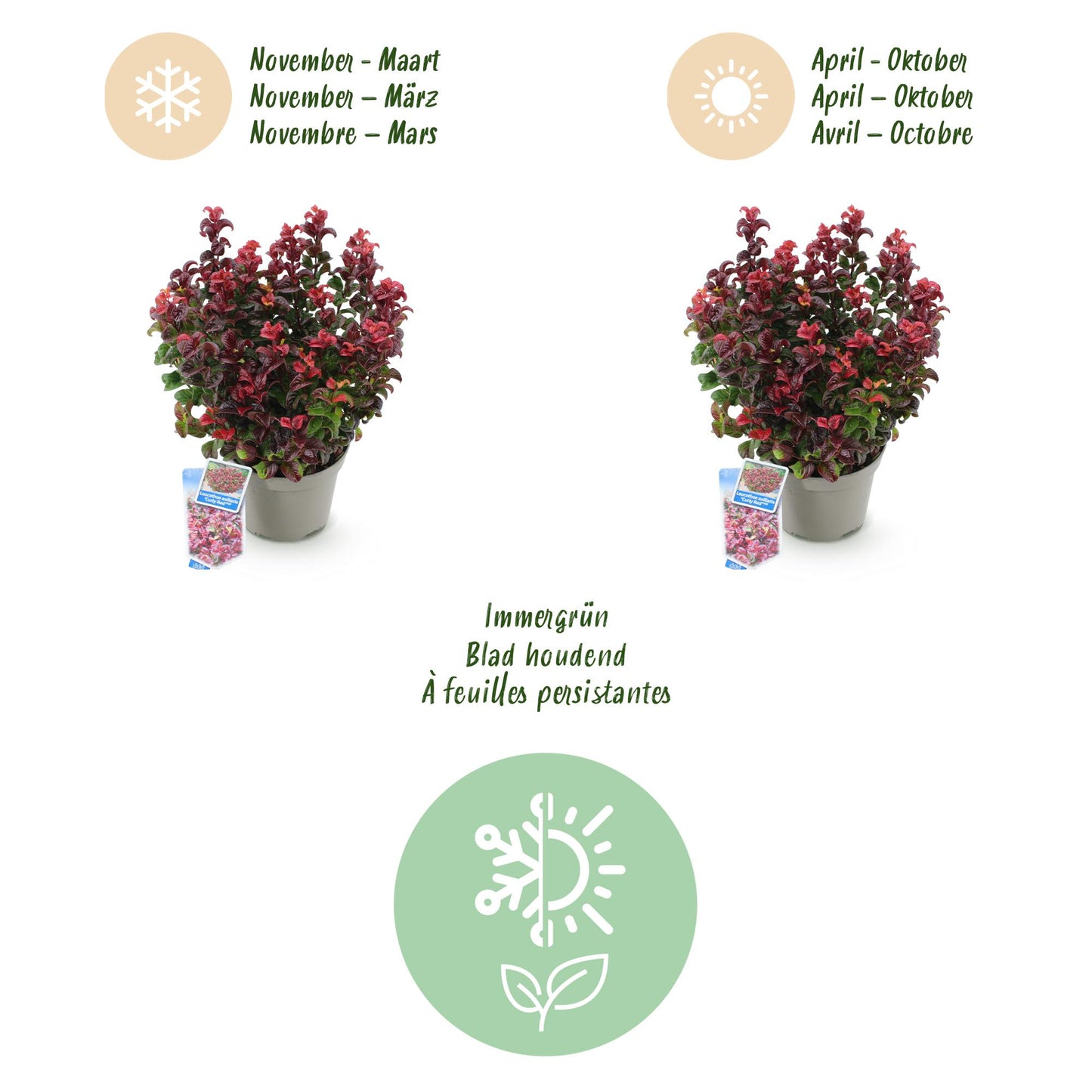 Green boutiQ - Tuinplant - Leucothoe Curly Red - Rood - 2 Planten -  Groenblijvend - Weinig Onderhoud - Pot 17cm Hoogte 40cm