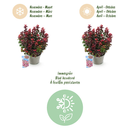 Green boutiQ - Tuinplant - Leucothoe Curly Red - Rood - 2 Planten -  Groenblijvend - Weinig Onderhoud - Pot 17cm Hoogte 40cm