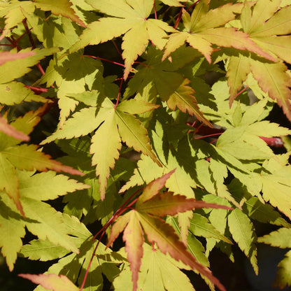 Green boutiQ - Terrasplant - Japanse Esdoorn - Acer palmatum Summergold - Geel - 2 Planten - Bladverliezend - Pot 19cm Hoogte 70cm