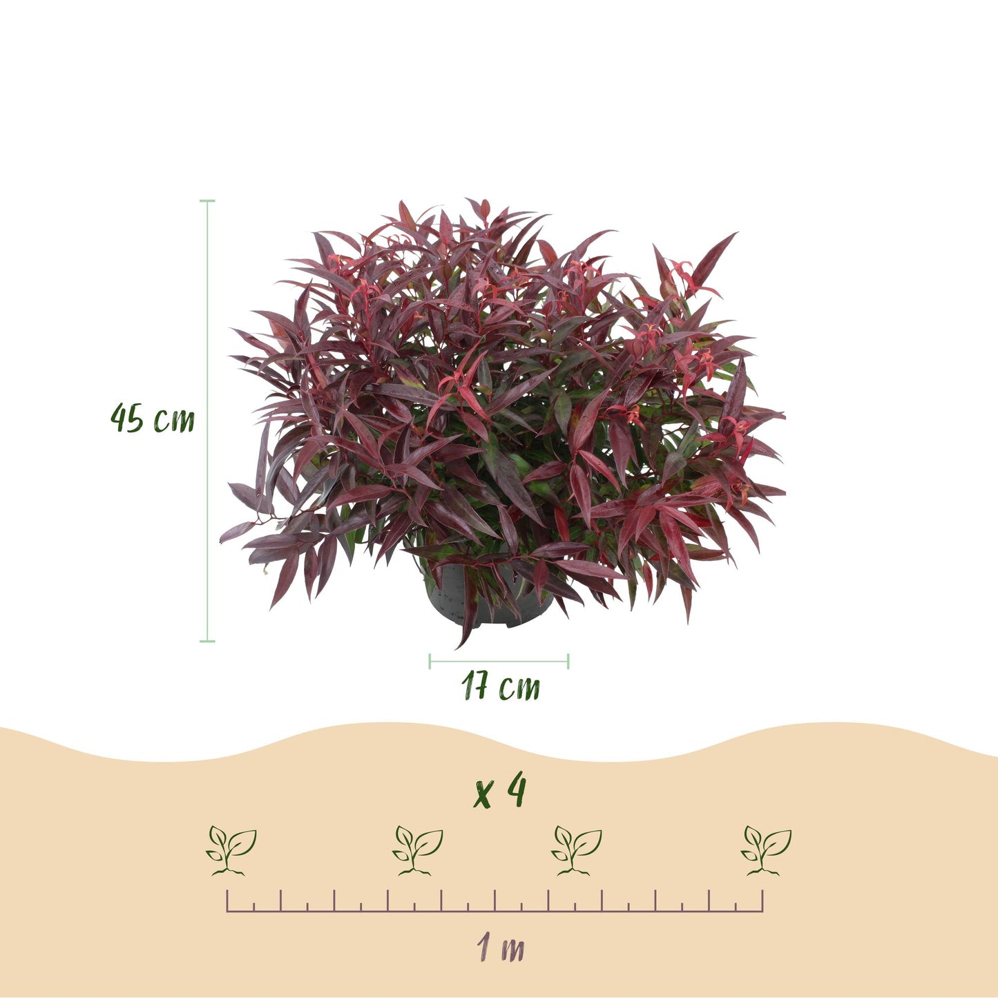 Green boutiQ - Tuinplant - Leucothoe Burning Love - Rood - 2 Planten - Groenblijvend - Weinig Onderhoud - Pot 17cm Hoogte 45cm