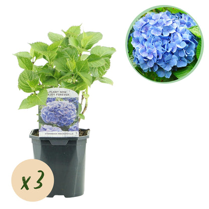 Green boutiQ - Hortensia - Hydrangea macrophylla Blauw - Bloem Blauw - 3 Planten - 1m2 - Bladverliezend - Weinig Onderhoud - Pot 17cm Hoogte 30cm