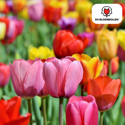 Tulpenbollen Mix – 20 Stuks | KH Bloembollen® | Kleurrijke Tulpenmix – Perfect voor Tuin of Pot – Maat 11/12 – Vers van de Teler
