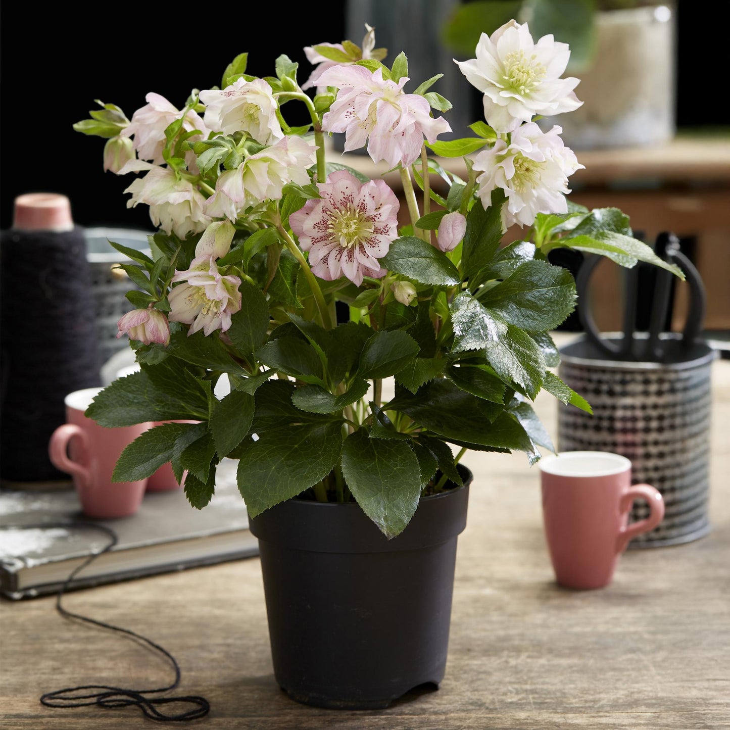 Green boutiQ - Tuinplant - Lenten Rose - Helleborus orientalis Double Ellen Pink - Roze Bloem -2 Planten - Groenblijvend - Pot 14cm Hoogte 35cm