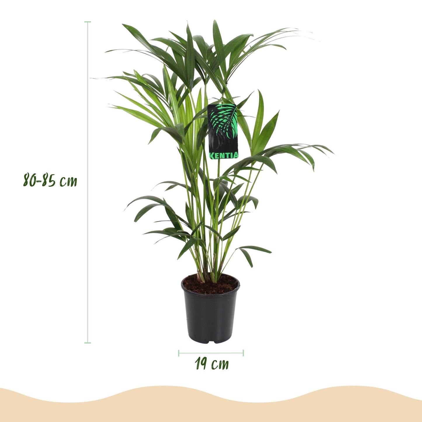 Green boutiQ - Kamerplant - Howea Forsteriana - Kentia Palm - Weinig Onderhoud - Groen - 2 planten - Pot 19cm - Hoogte 80-85cm