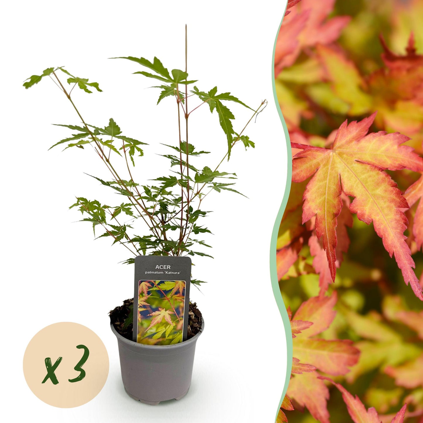 Green boutiQ - Tuinplant - Acer palmatum Sangokaku - Groen - 3 Planten - Bladverliezend - Weing Onderhoud - Pot 12cm Hoogte 35cm