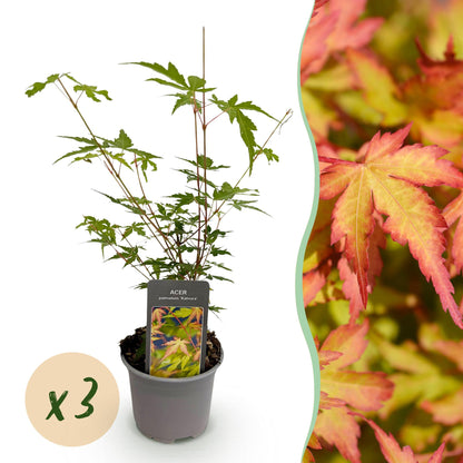Green boutiQ - Tuinplant - Acer palmatum Sangokaku - Groen - 3 Planten - Bladverliezend - Weing Onderhoud - Pot 12cm Hoogte 35cm