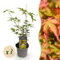 Green boutiQ - Tuinplant - Acer palmatum Sangokaku - Groen - 3 Planten - Bladverliezend - Weing Onderhoud - Pot 12cm Hoogte 35cm