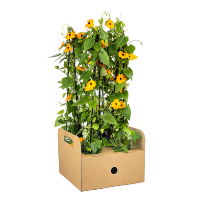 4x Thunbergia Alata Sunny Susy New Orange Ø13 cm - ↕60 cm