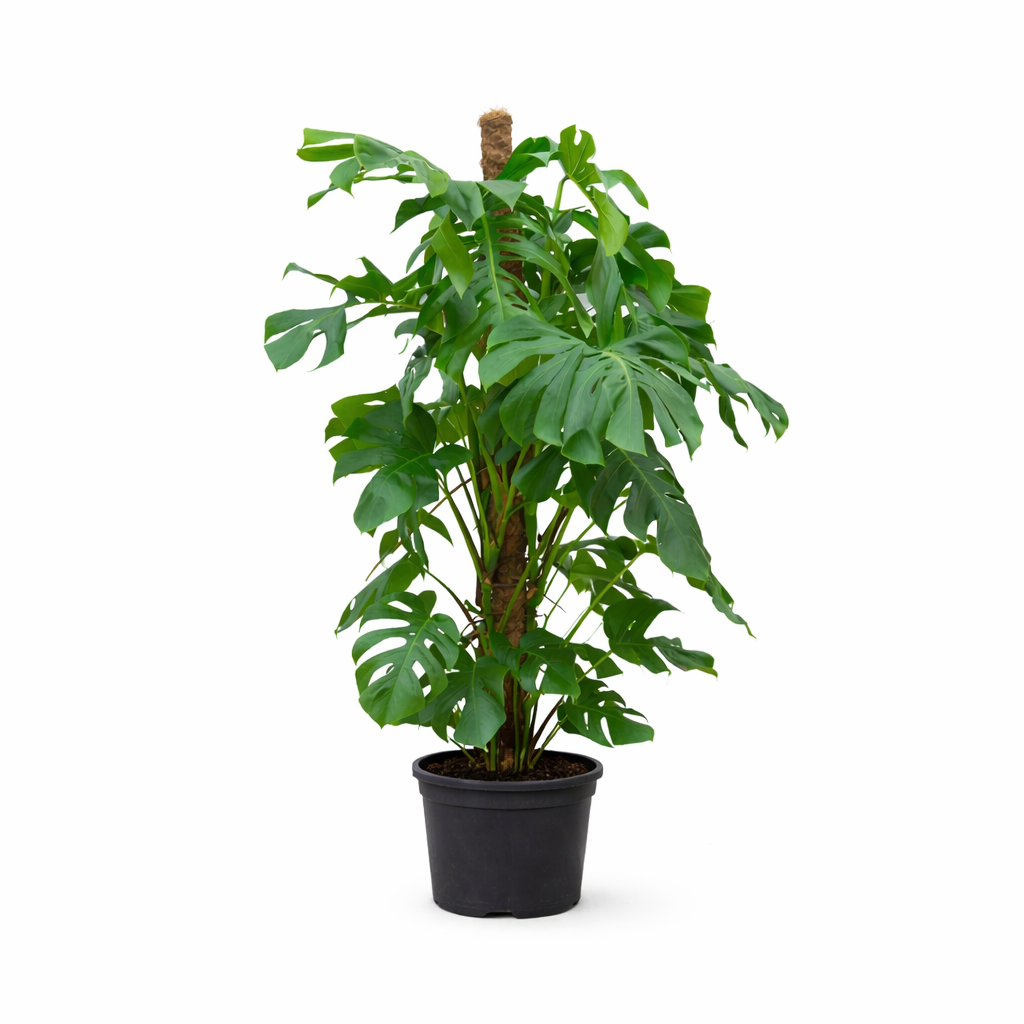 Monstera Deliciosa XXL - 145cm - ⌀27