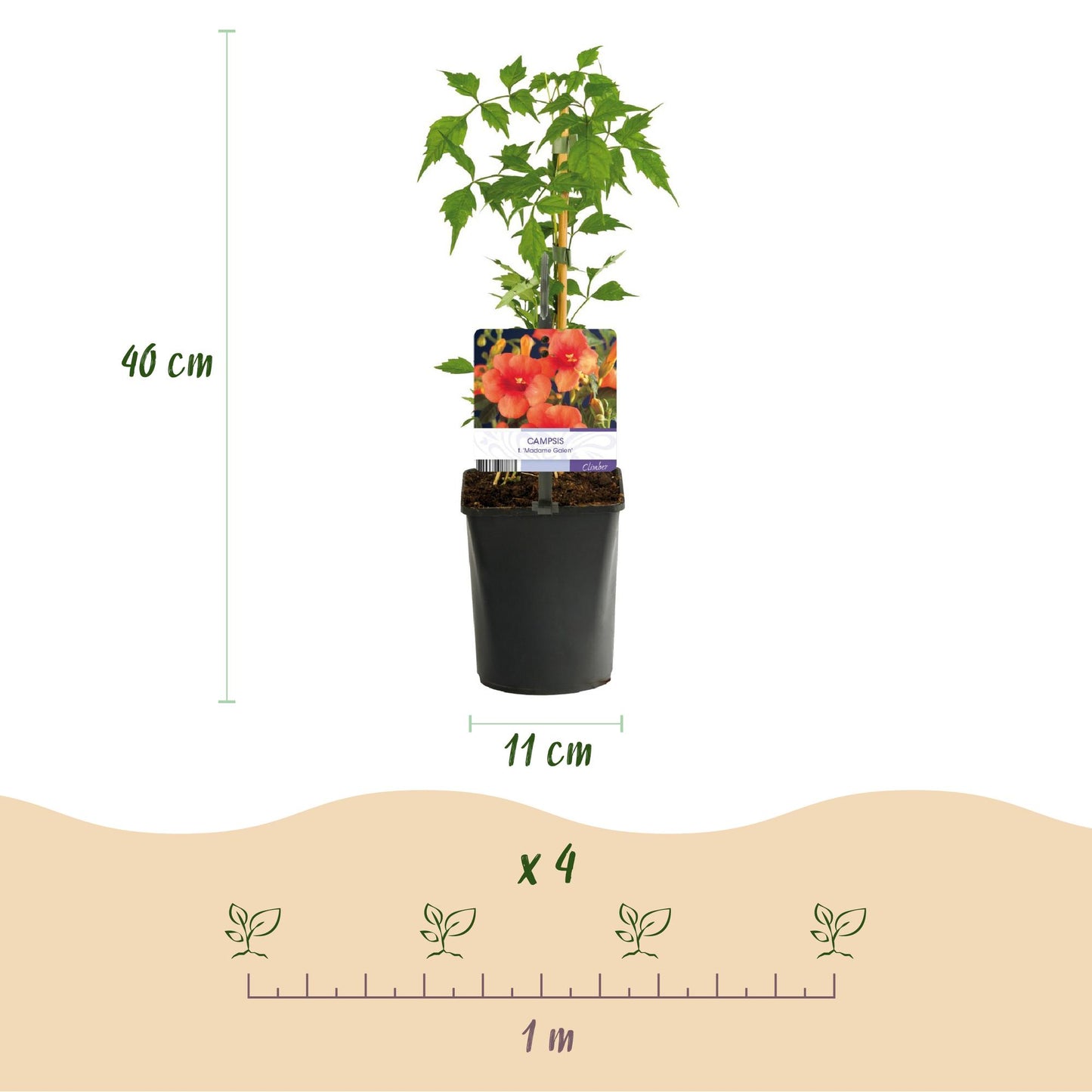 Green boutiQ - Klimplanten Rainbow - Clematis montana Rubens  Hedera helix lonicera Goldflame Campsis madame Galen   - Jaarrond kleur - 4 planten - Pot 11cm Hoogte 40cm