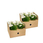 8x Osteospermum Ecklonis Weiß Ø12 cm - ↕20 cm
