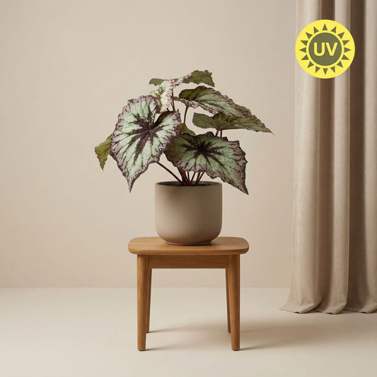 Begonia 26 cm - Kunstplant in pot – UV - Artificial plant