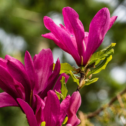 Green boutiQ - Heesters -  Magnolia Susan  - Bloemen Donker Roze - 1 plant - bladverliezend - weinig onderhoud - pot 17cm hoogte 45cm