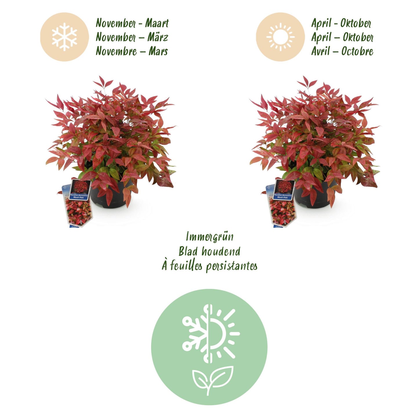 Green boutiQ - Tuinplant - Nandina Blush Pink - Donker Roze - 2 Planten - Groenblijvend - Weinig Onderhoud - Pot 17cm Hoogte 40cm
