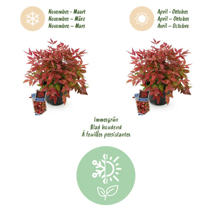 Green boutiQ - Tuinplant - Nandina Blush Pink - Donker Roze - 2 Planten - Groenblijvend - Weinig Onderhoud - Pot 17cm Hoogte 40cm
