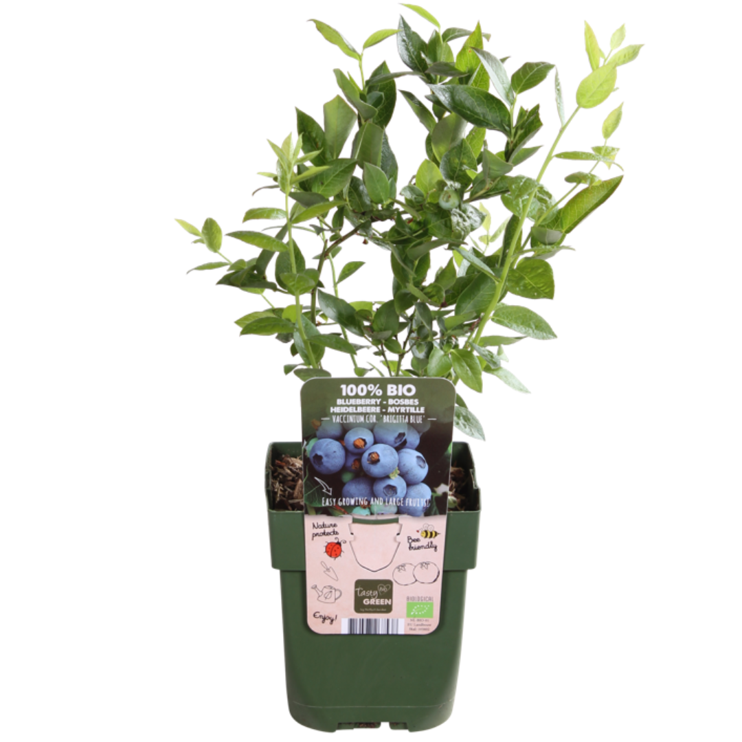 6 x Bosbessenplanten BIO - Ø 13 cm - ↨ 20 cm