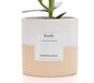 Clusia Rosea Gift "Purify" WITH GREETING CARD! - Ø12cm - ↕30cm