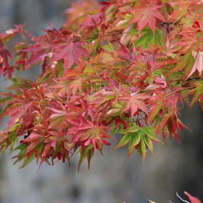Green boutiQ - Tuinplant - Acer palmatum Beni-maiko - Rood - 3 Planten - Bladverliezend - Weinig Onderhoud - Pot 12cm Hoogte 35cm