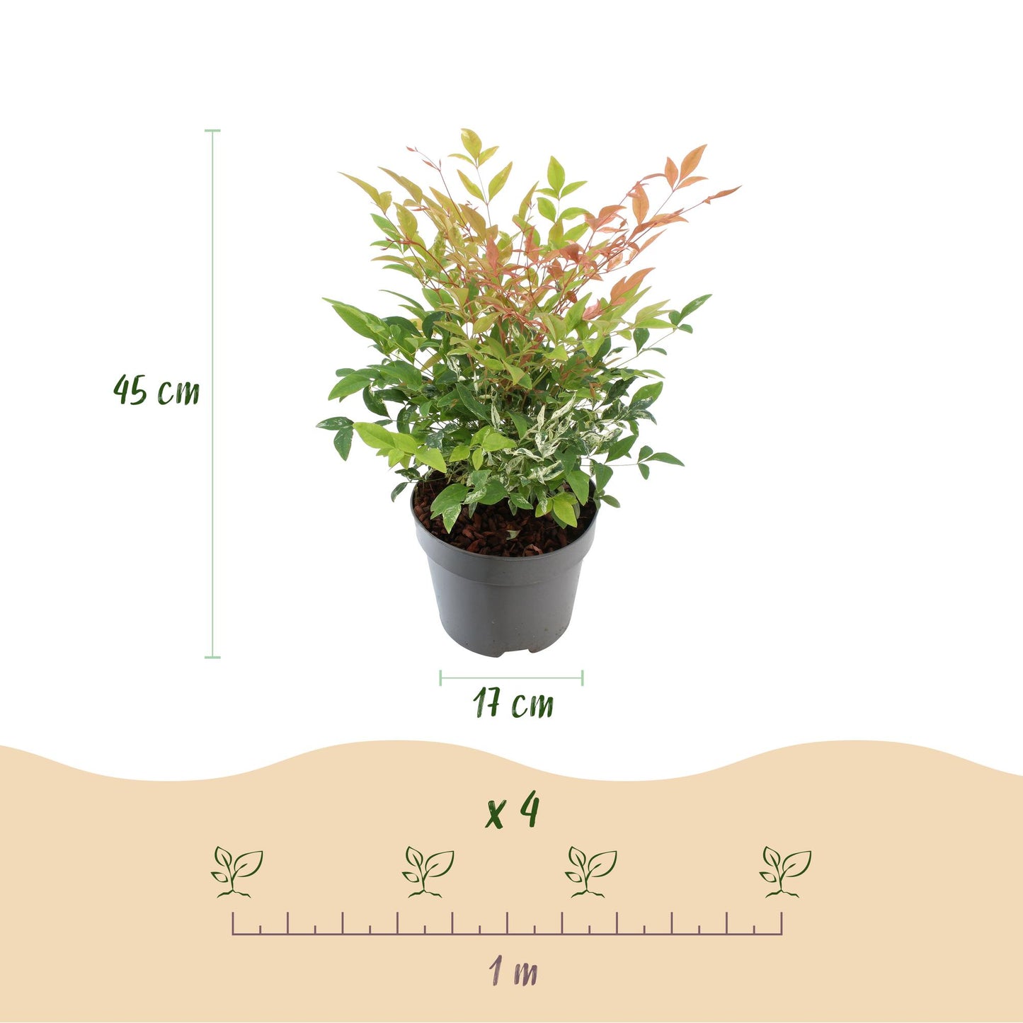 Green boutiQ - Tuinplant - Nandina Twilight - Bont & Roze - 1 Plant - Groenblijvend - Weinig Onderhoud - Pot 17cm Hoogte 45cm
