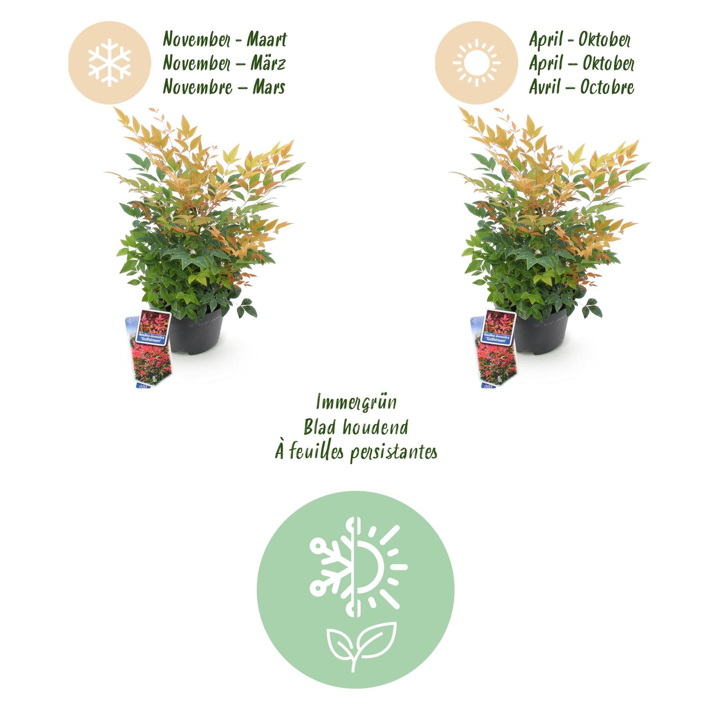 Green boutiQ - Tuinplant - Nandina Gulfstream - Oranje - 2 Planten - Groenblijvend - Weinig Onderhoud - Pot 17cm Hoogte 45cm