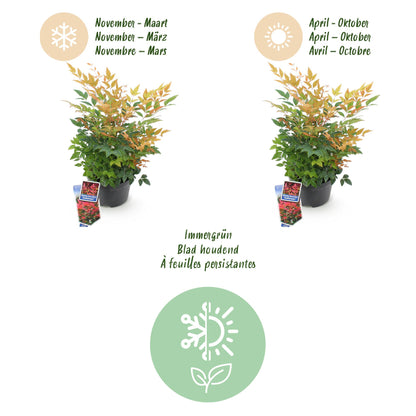 Green boutiQ - Tuinplant - Nandina Gulfstream - Oranje - 2 Planten - Groenblijvend - Weinig Onderhoud - Pot 17cm Hoogte 45cm