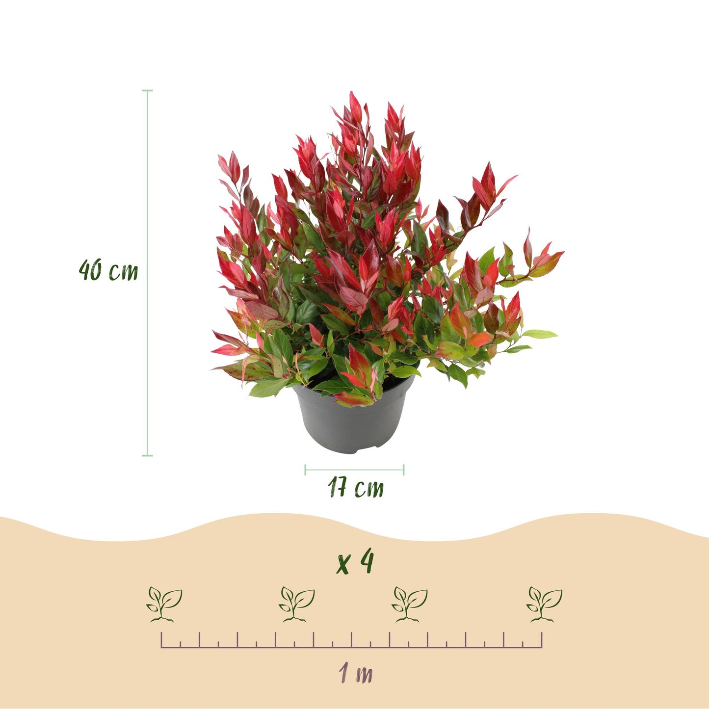 Green boutiQ - Tuinplant - Leucothoe Little Flame - Rood - 2 Planten - Groenblijvend - Weinig Onderhoud - Pot 17cm Hoogte 40cm