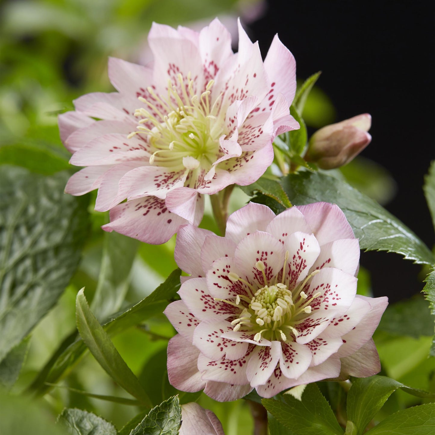 Green boutiQ - Tuinplant - Lenten Rose - Helleborus orientalis Double Ellen Pink - Roze Bloem -2 Planten - Groenblijvend - Pot 14cm Hoogte 35cm