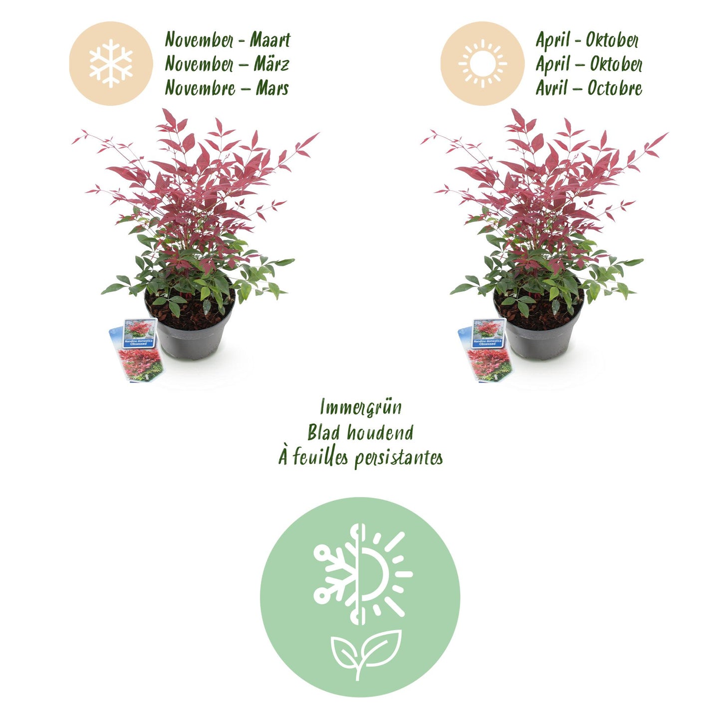 Green boutiQ - Tuinplant - Nandina Obsessed - Rood - 2 Planten - Groenblijvend - Weinig Onderhoud - Pot 17cm Hoogte 45cm