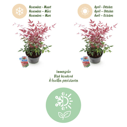 Green boutiQ - Tuinplant - Nandina Obsessed - Rood - 2 Planten - Groenblijvend - Weinig Onderhoud - Pot 17cm Hoogte 45cm