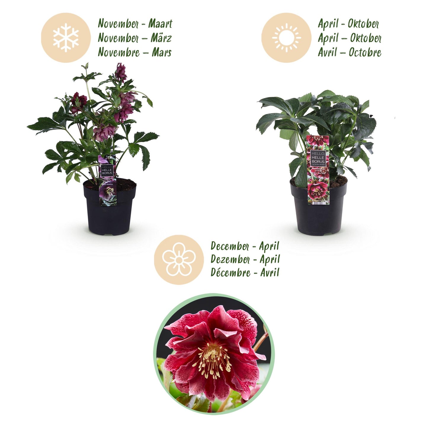 Green boutiQ - Tuinplant - Lenten Rose - Helleborus orientalis Double Ellen Red - Rode Bloem -2 Planten - Groenblijvend - Pot 14cm Hoogte 35cm