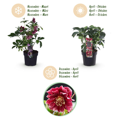 Green boutiQ - Tuinplant - Lenten Rose - Helleborus orientalis Double Ellen Red - Rode Bloem -2 Planten - Groenblijvend - Pot 14cm Hoogte 35cm